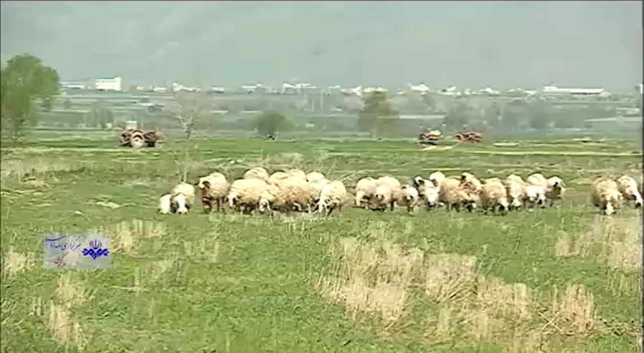 افزایش سطح بهداشت در کشتارگاه نیمه صنعتی اراک