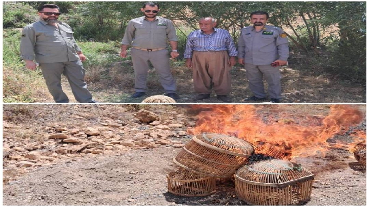 رهاسازی چهار قطعه کبک توسط شکارچی نادم در سقز
