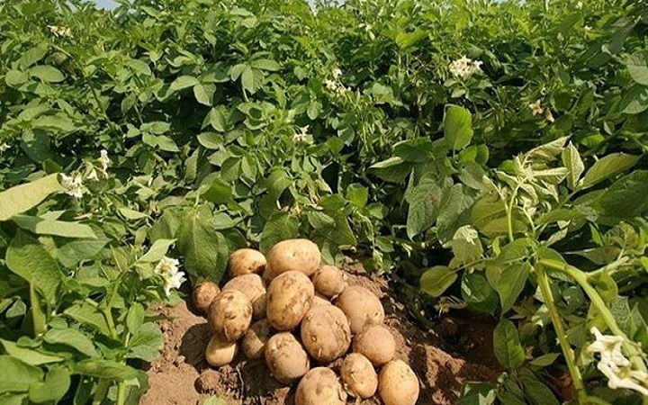 سفیدک دروغین مزارع سیب‌زمینی اردبیل را تهدید می‌کند