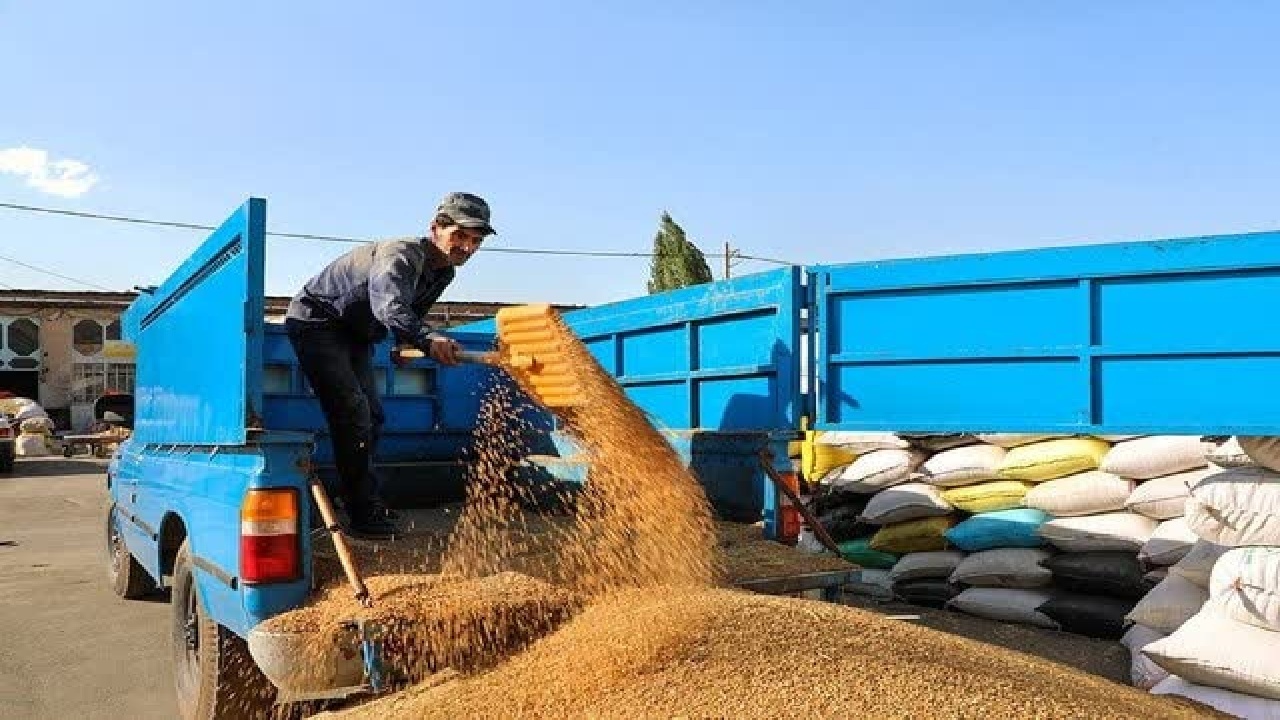 خرید بیش از ۲۱۹ هزار تن گندم از کشاورزان لرستانی