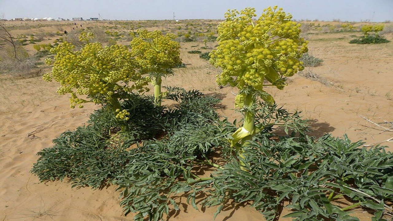 برداشت ۶ تن گیاه دارویی به همت عشایر خراسان جنوبی