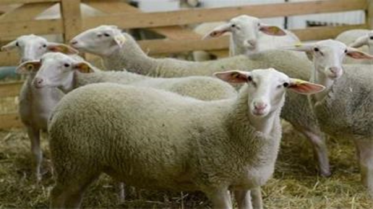پرورش گوسفند لاکن، گامی نوین در تولید اقتصادی شیر و گوشت