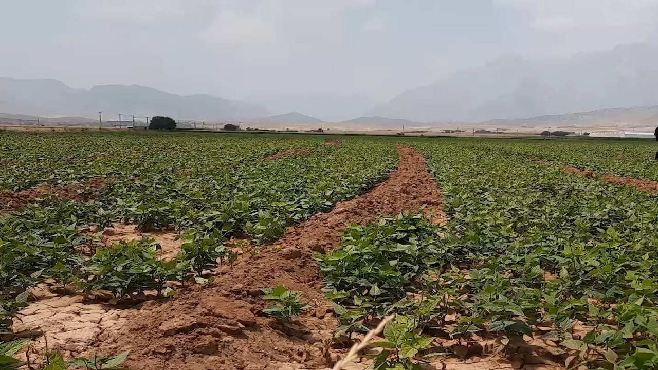 کشت لوبیا در اراضی کشاورزی شهرستان خانمیرزا