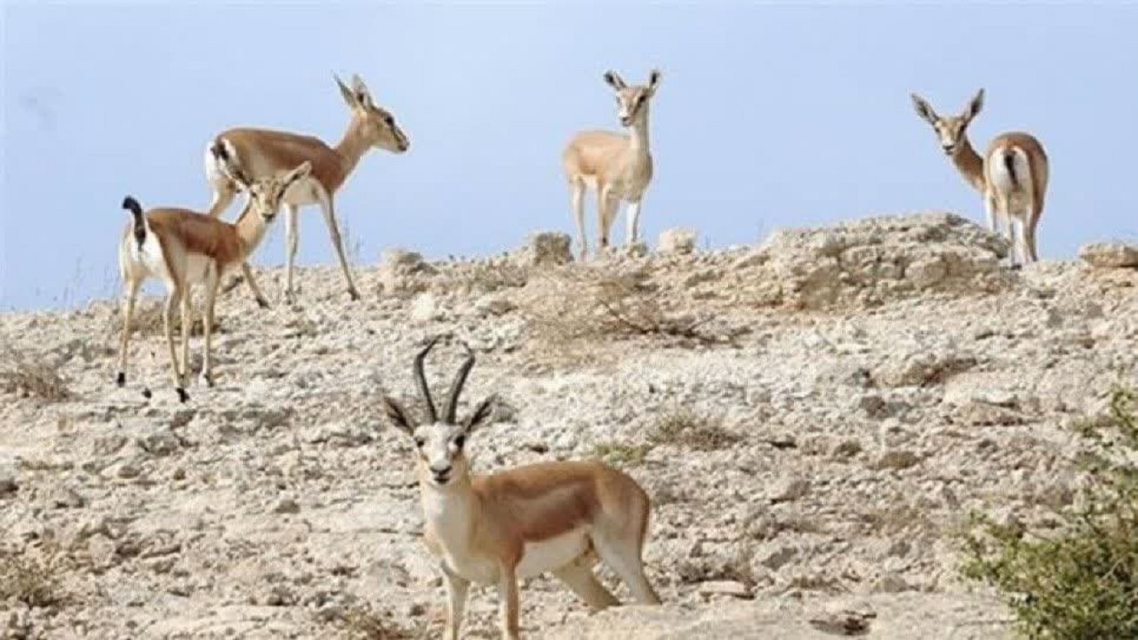بیش از ۱۲۹ هزار هکتار از اراضی قزوین حفاظت‌شده است