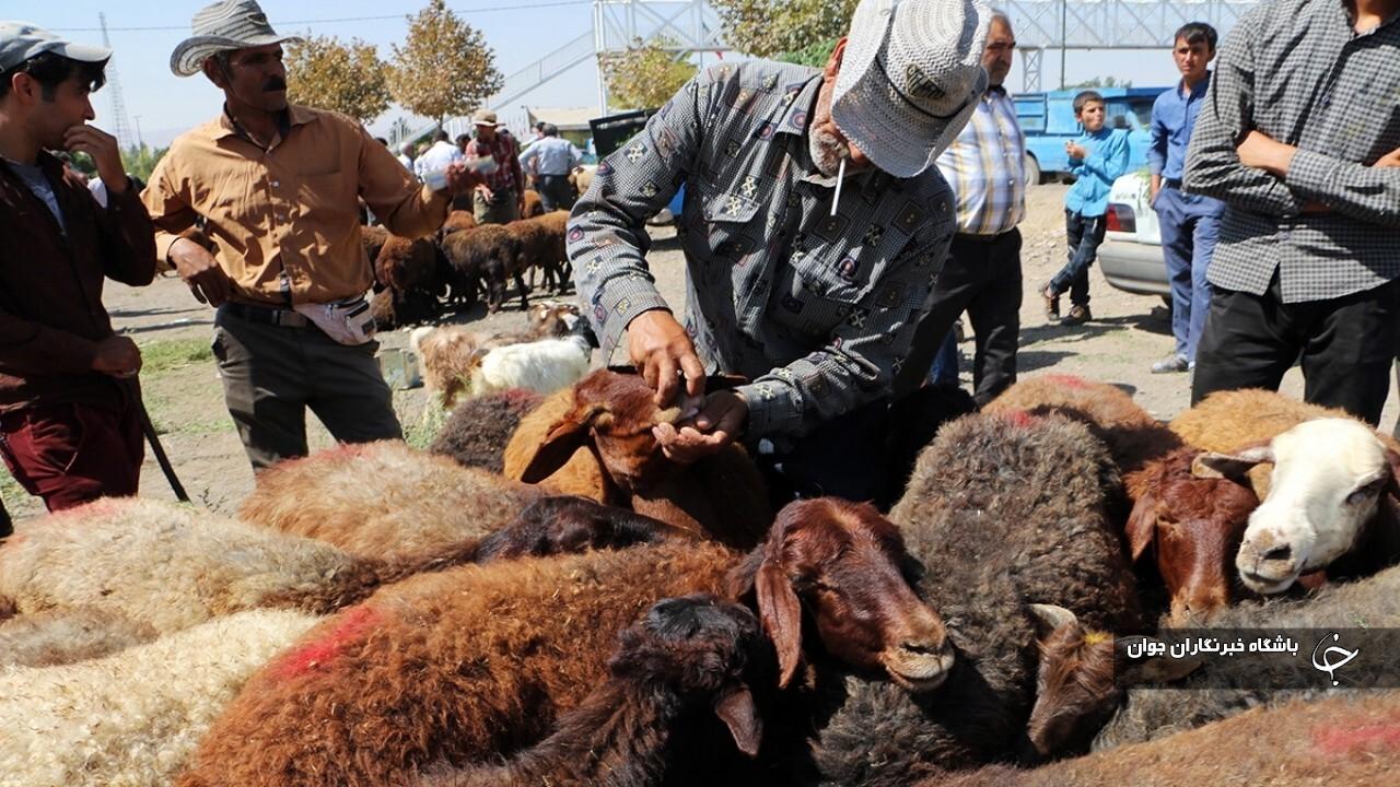 عزاداران در ایام عاشورا و تاسوعا از ذبح دام در معابر عمومی اجتناب کنند