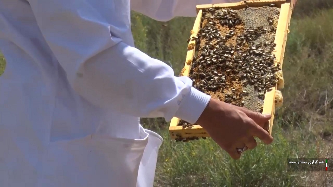 برگزاری جشنواره عسل ارگانیک در کوهستان دورچین