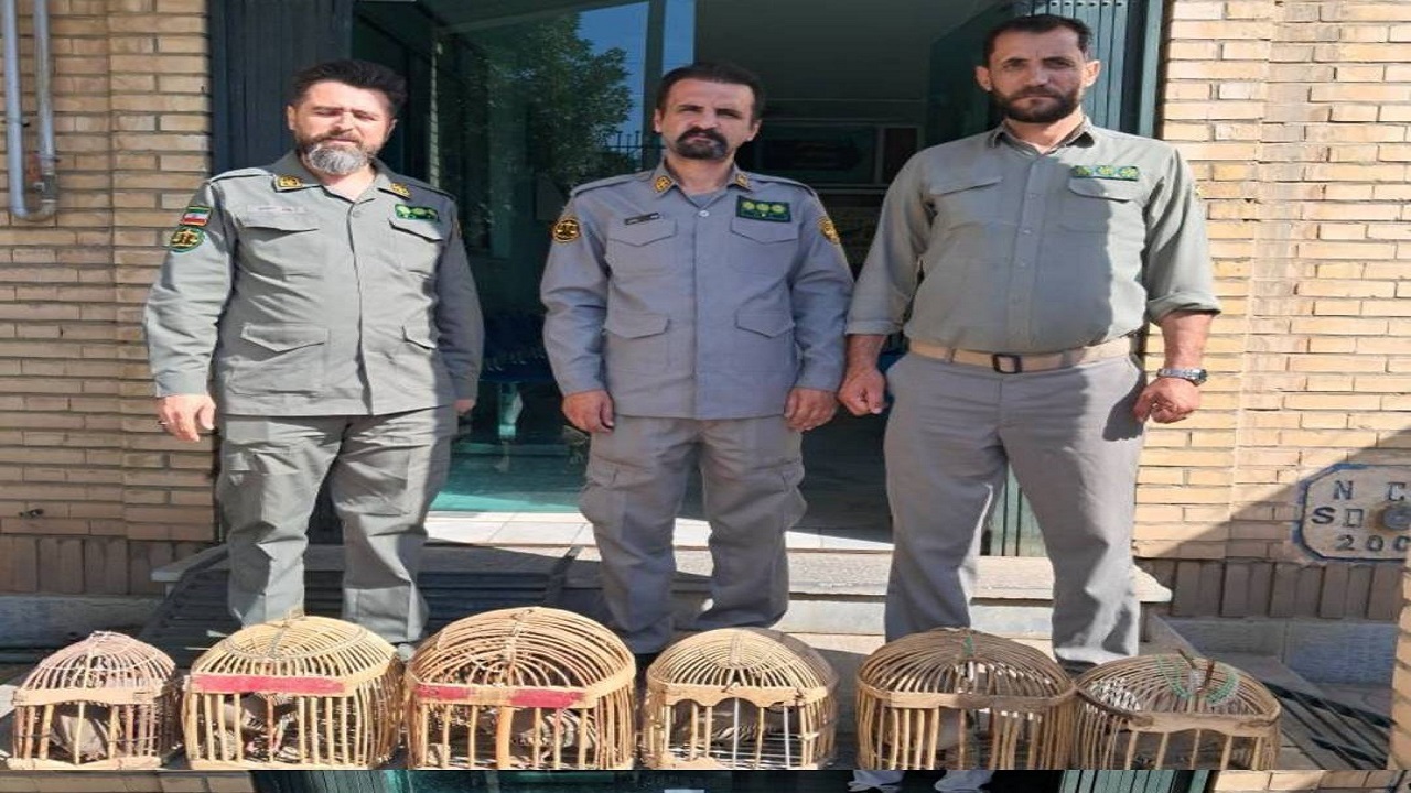کشف ۶ قطعه کبک وحشی در سقز