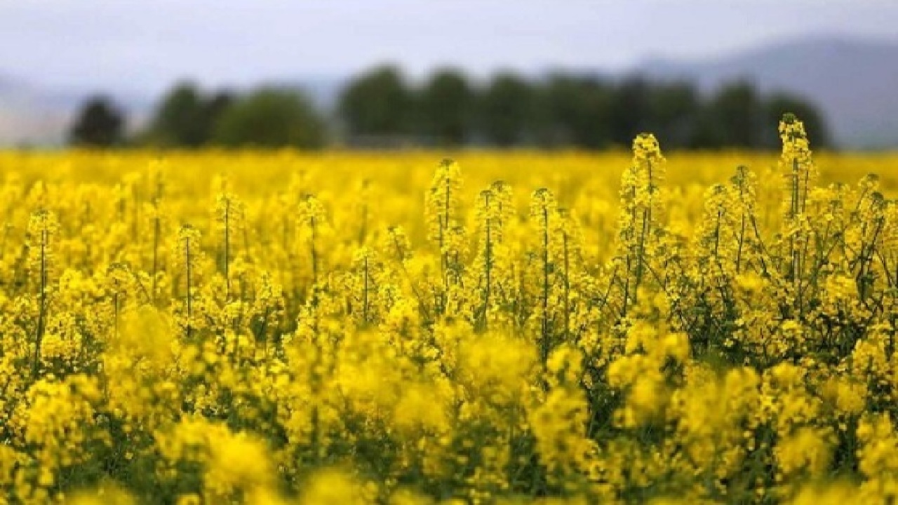 افزایش ۱۵۰ درصدی خرید تضمینی کلزا از کشاورزان لرستانی