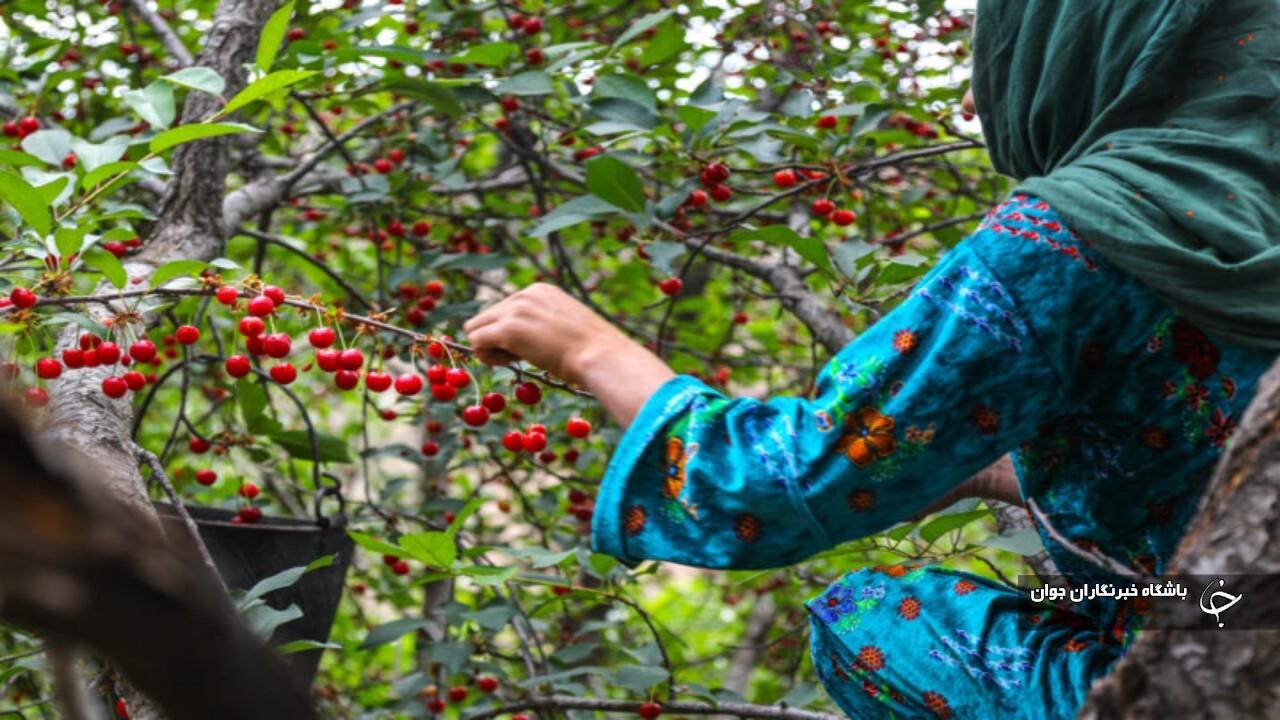 برداشت آلبالو از باغ‌های آذربایجان‌غربی آغاز شد