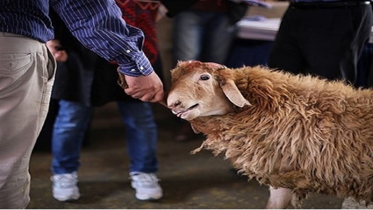 عزاداران حسینی از ذبح دام در معابر عمومی البرز خودداری کنند