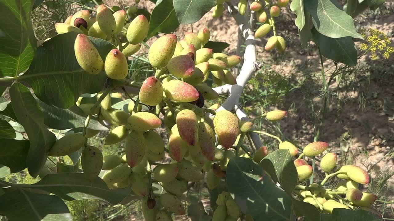 افزایش ۳۰ درصدی سطح باغات پسته در خوی
