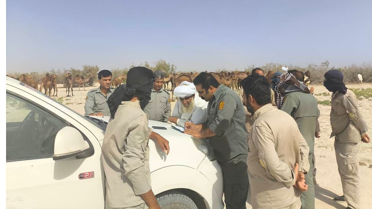 خروج یک کاروان شتر از تالاب هامون سابوری