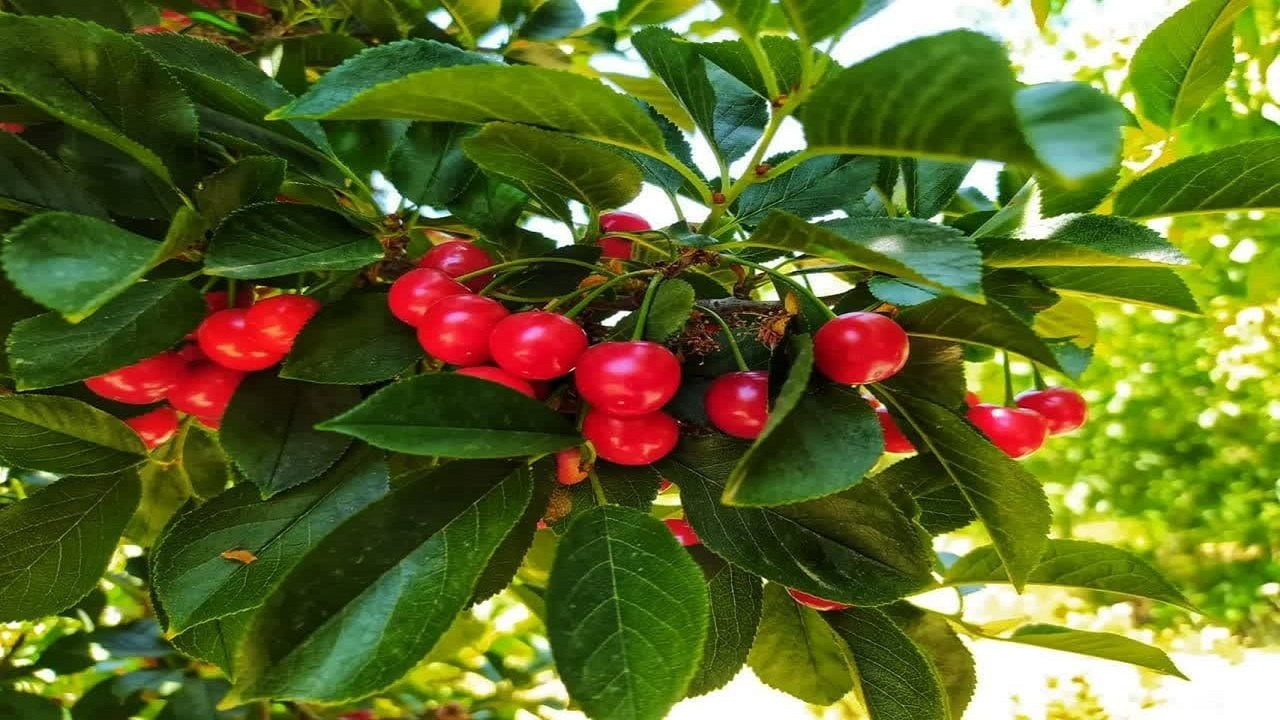 رشد ۳۰ درصدی برداشت گیلاس در چهارمحال و بختیاری