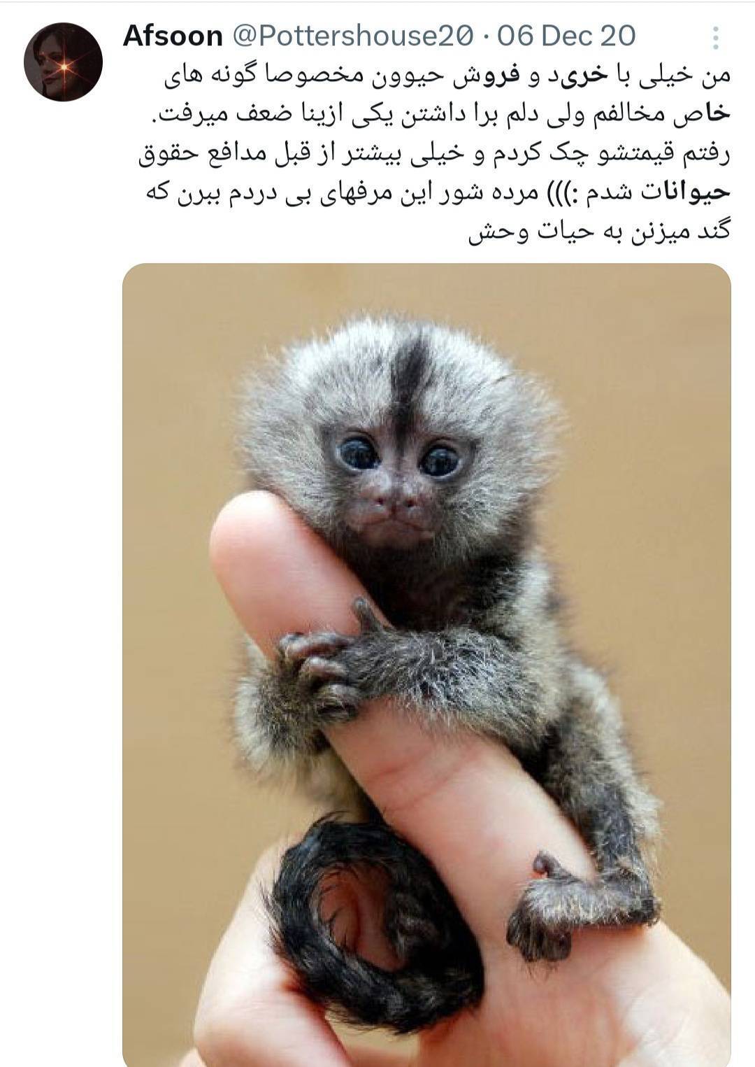 میمون مینیاتوری
