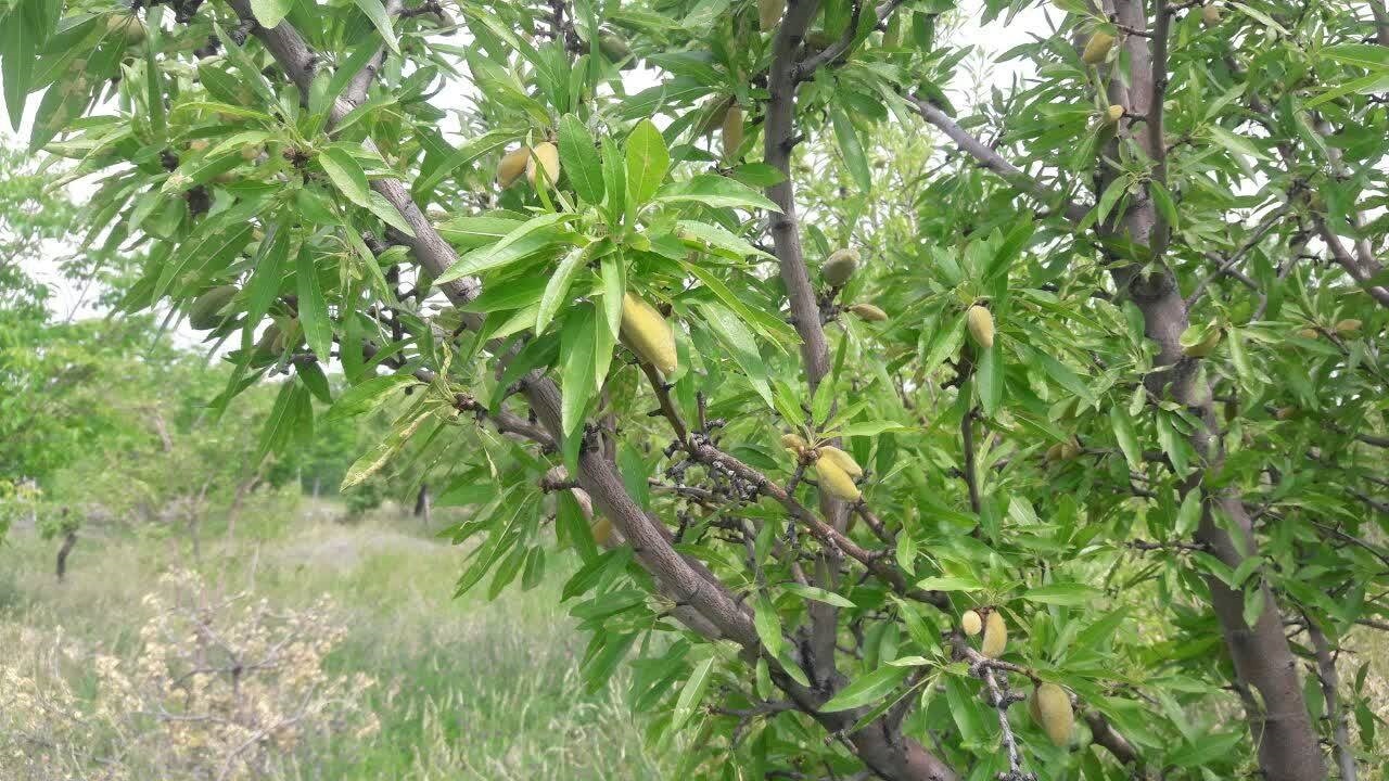 آفت‌زدگی درختان بادام از زبان اهالی روستای گوغر + فیلم