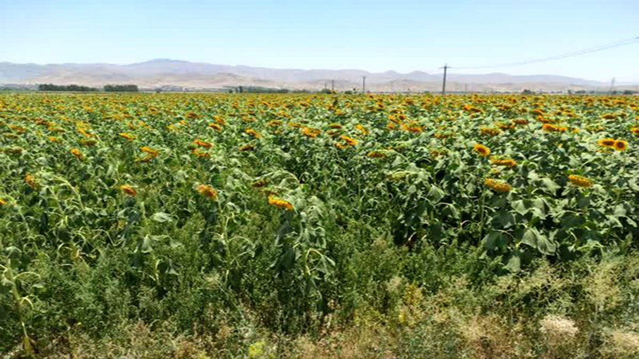 گل آفتابگردان