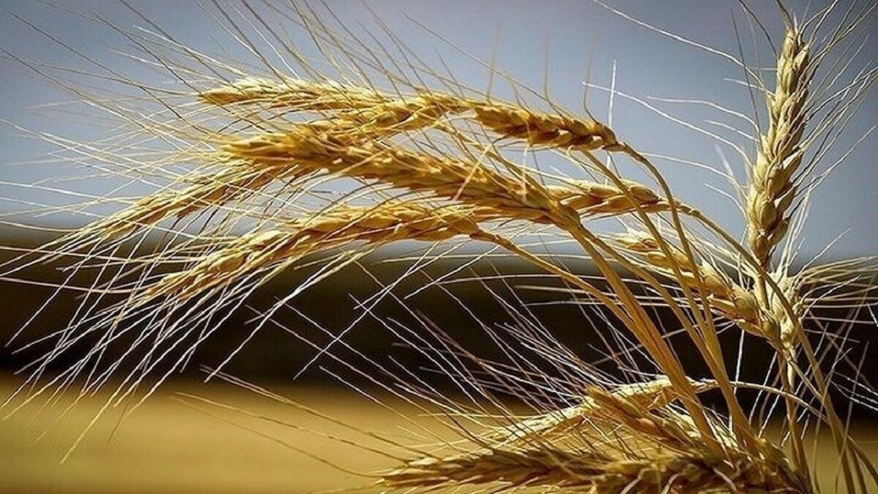 پرداخت مطالبات گندمکاران چهارمحال و بختیاری تا ماه آینده