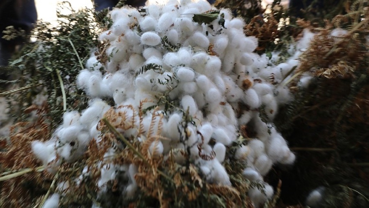 مراسم سنتی کچ واچینی در شفت