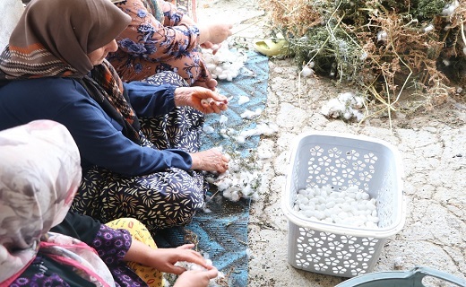 مراسم سنتی کچ واچینی در شفت
