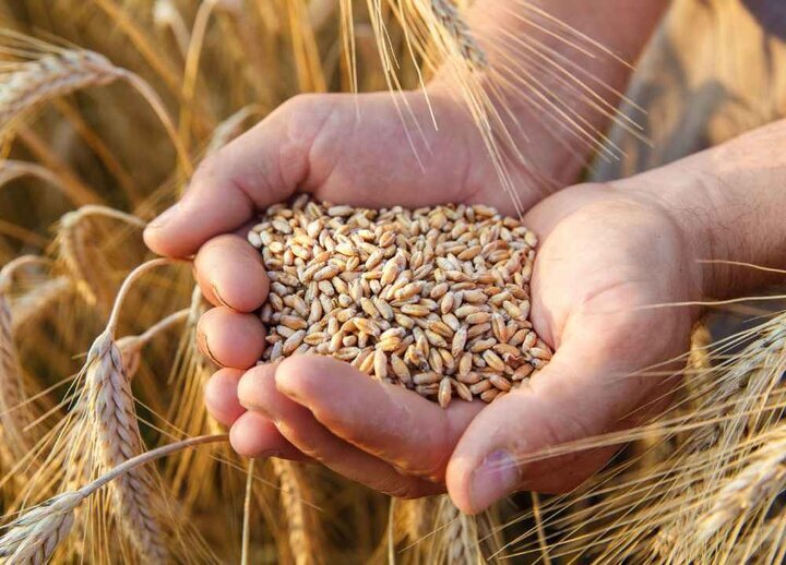 آغاز خرید تضمینی گندم از دهه اول تیر ماه امسال