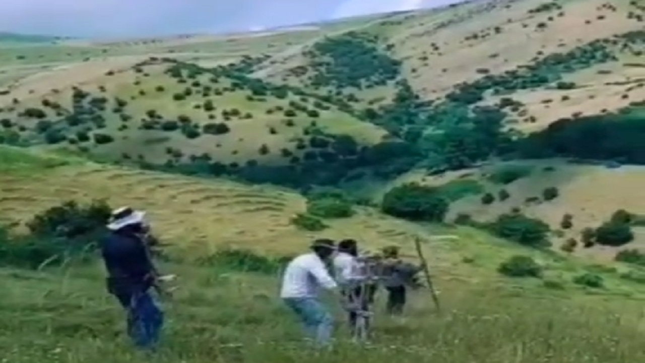 برداشت علوفه از دل طبیعت روستای کلان توسط دامداران + فیلم
