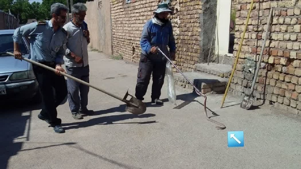 زنده گیری مار توسط آتش نشانان شهرکوهین