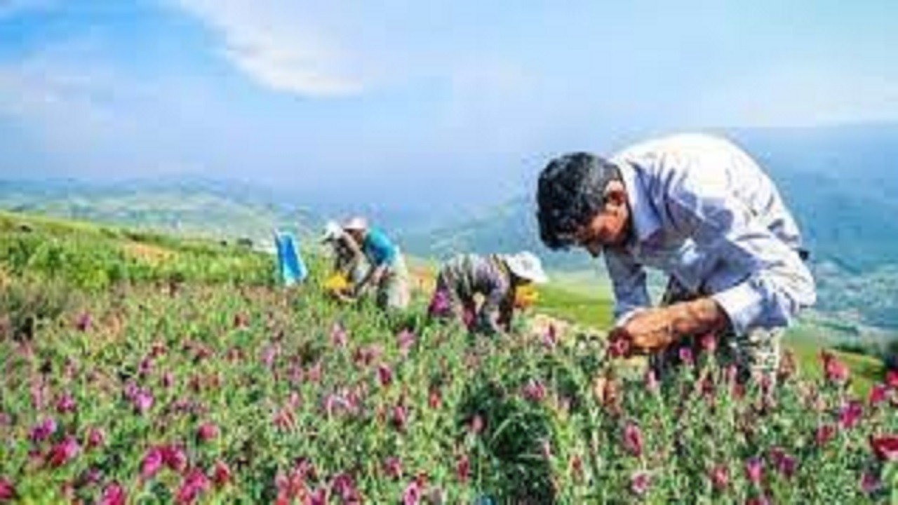 برداشت انواع گیاهان دارویی از مزارع کهگیلویه