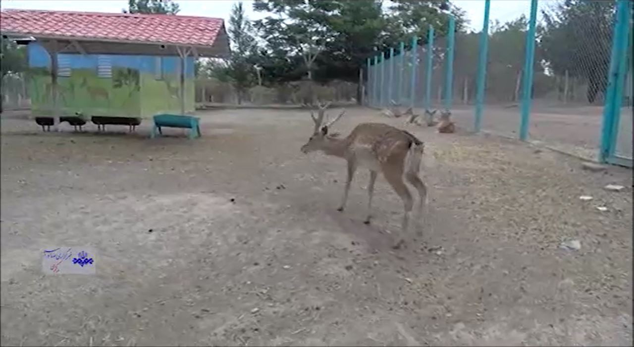 تداوم نسل گوزن زرد ایرانی در پارک وحش اراک