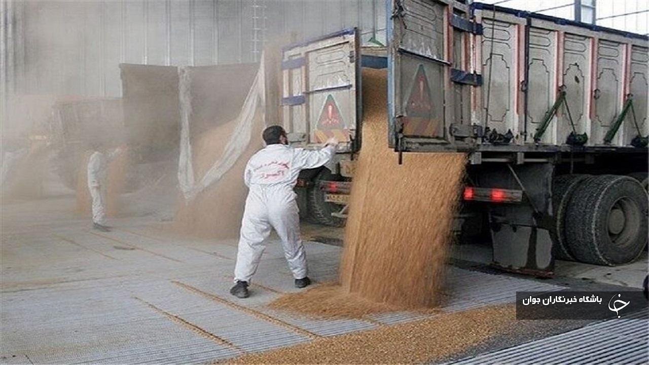 ۷ مرکز خرید گندم در بوکان تجهیز شد