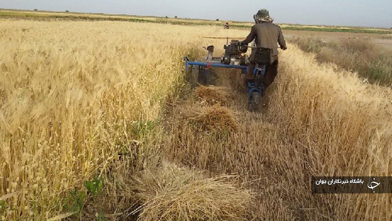 پیش‌بینی برداشت بیش از ۱۱۴ هزار تن جو در آذربایجان‌غربی