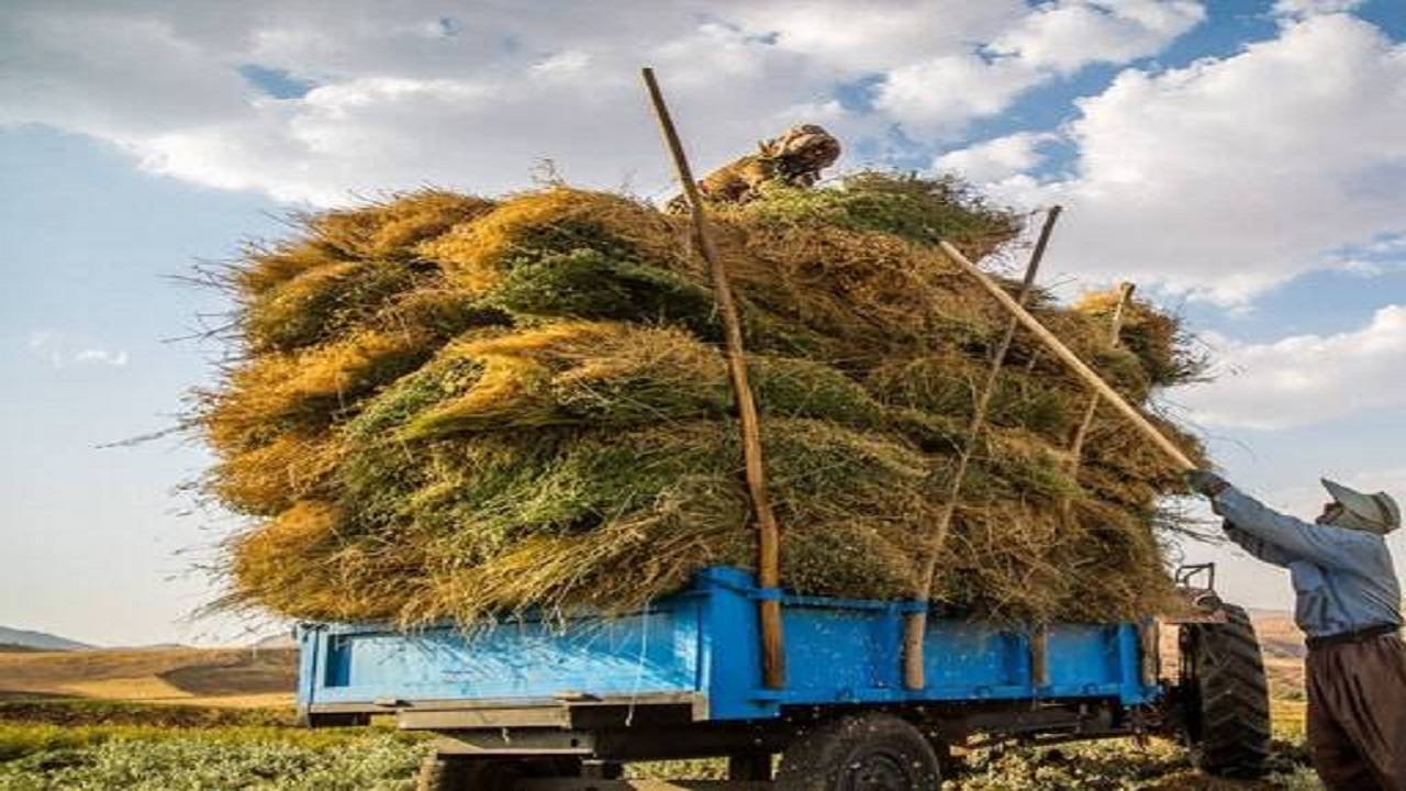 گوشه‌هایی از مشکلات گندمکاران به روایت شهروند خبرنگار