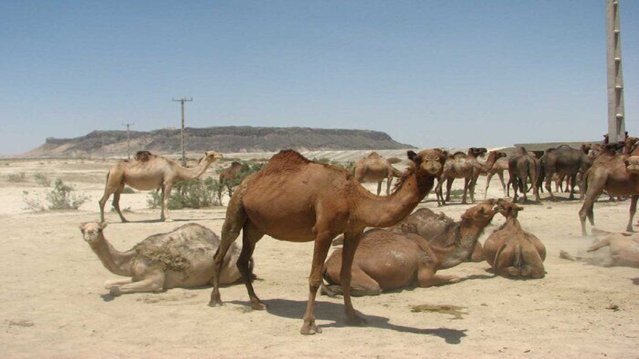 ۲ گله شتر از پناهگاه حیات وحش تالاب بین المللی هامون خارج شد
