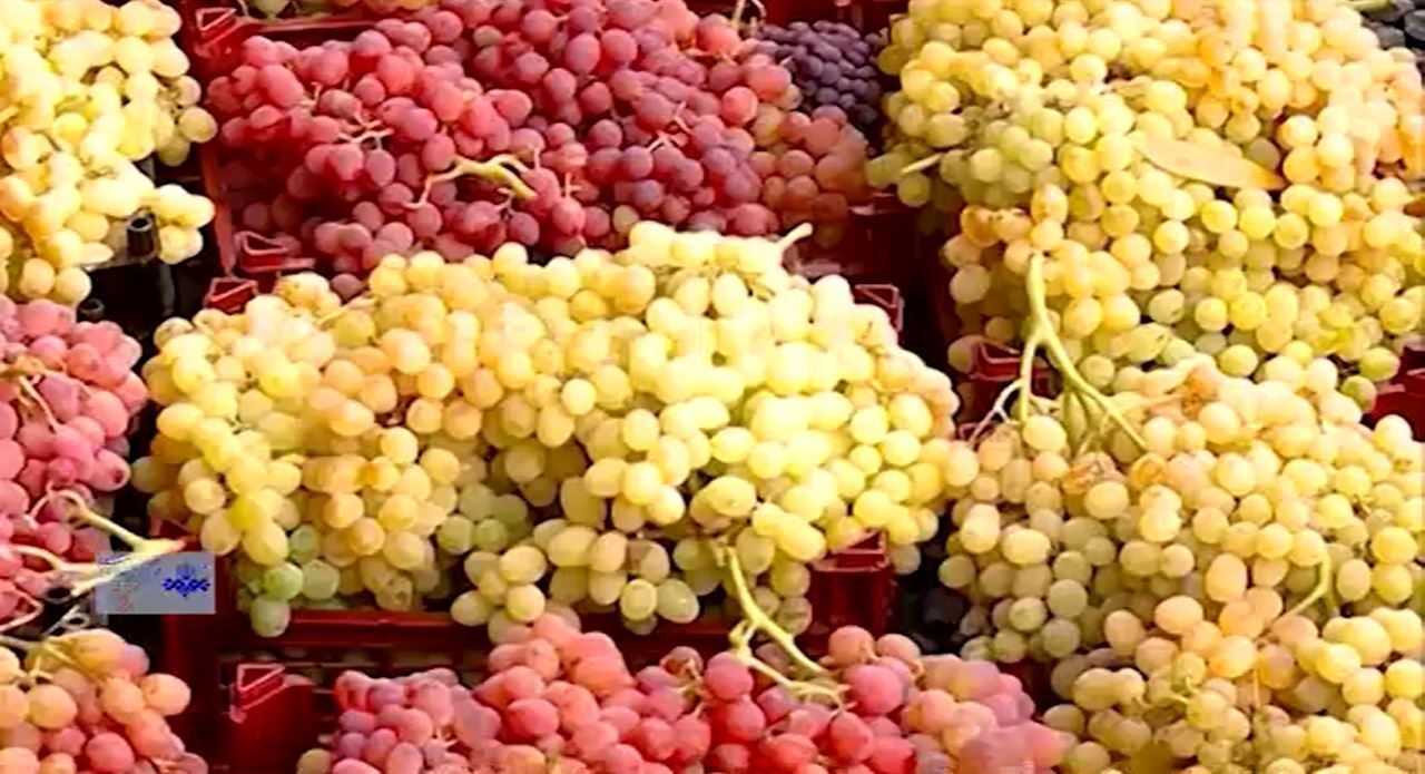 طرح موفق تاثیر خشکسالی بر ترکیب پایه و پیوندک انگور