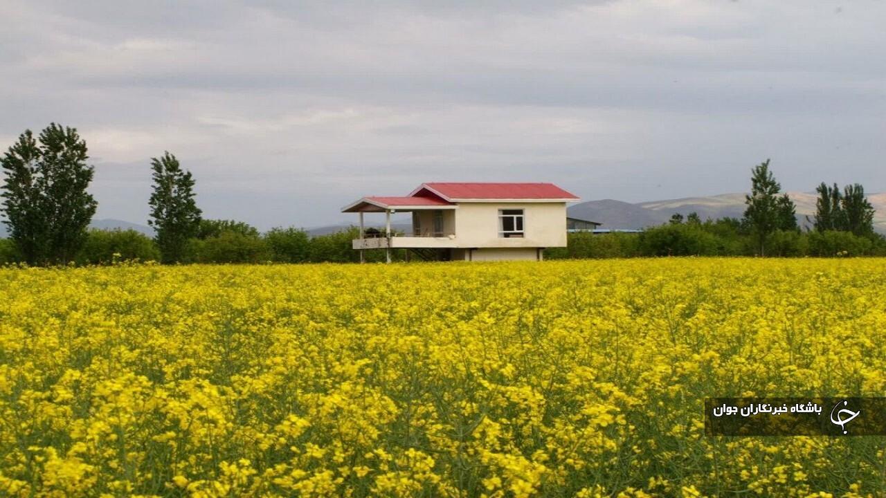 فعالیت مرکز خرید دانه روغنی کلزا در بوکان آغاز شد