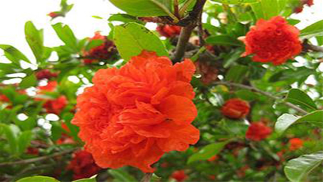 گل انار