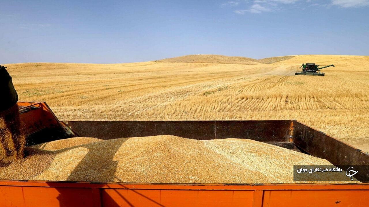 خرید تضمینی گندم در میاندوآب آغاز شد