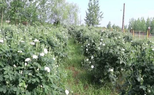 شکرگزاری برداشت گل محمدی، امروز در شفت شکرگزاری برداشت گل محمدی، امروز در شفت