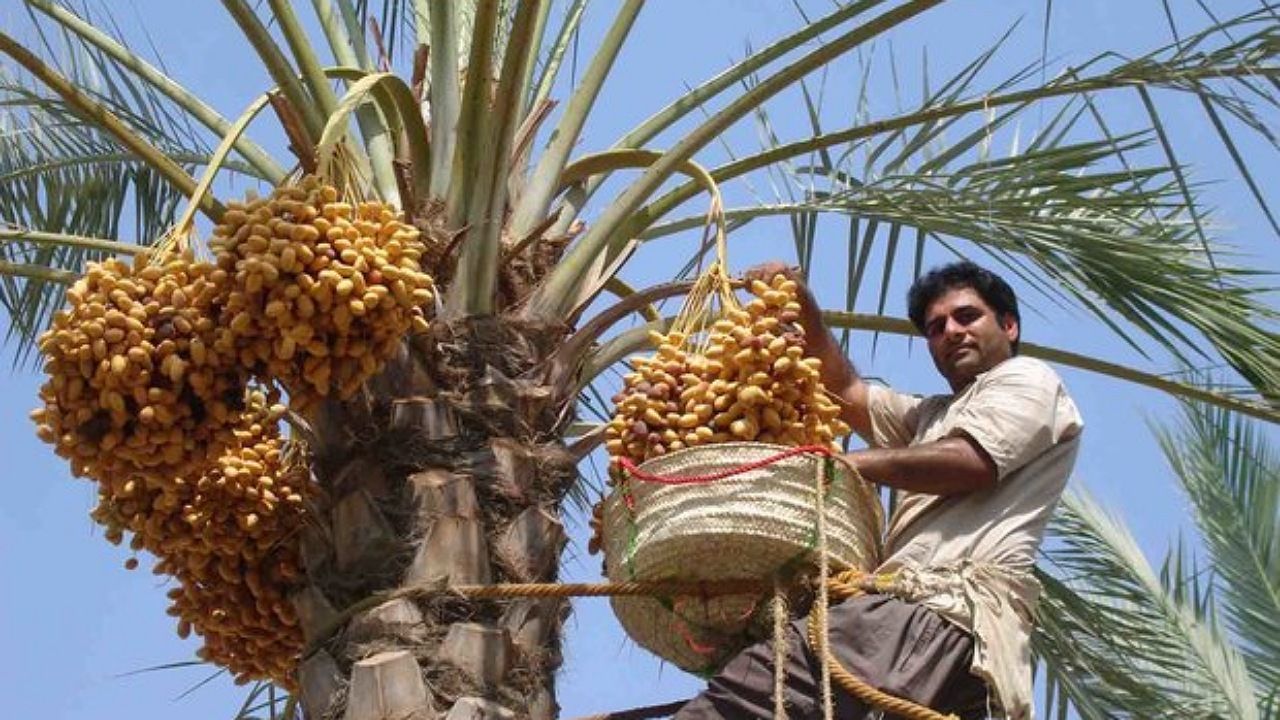 آغاز برداشت خرما از نخلستان‌های سیستان و بلوچستان