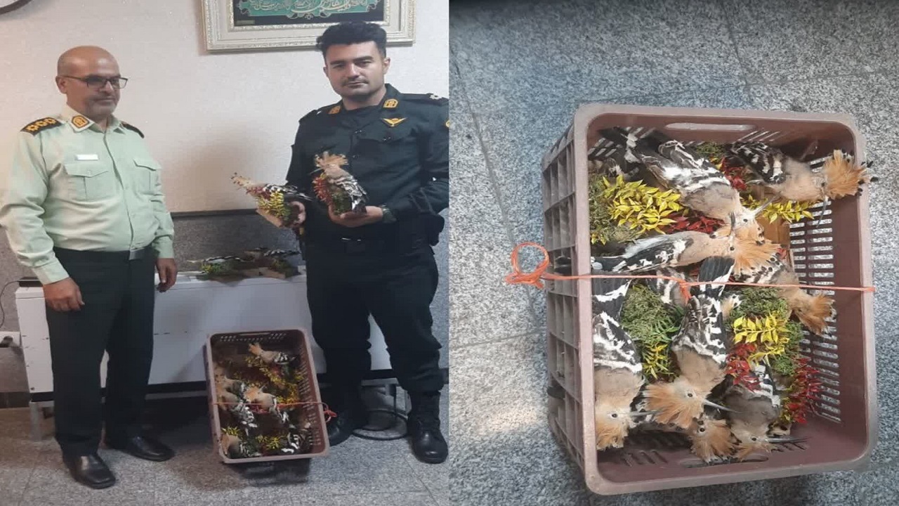 کشف ۱۲ قطعه هدهد تاکسیدرمی شده حین خروج از فرودگاه رشت
