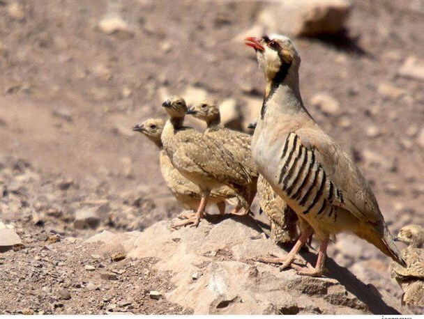 بازگشت ۵ قطعه کبک به آغوش طبیعت