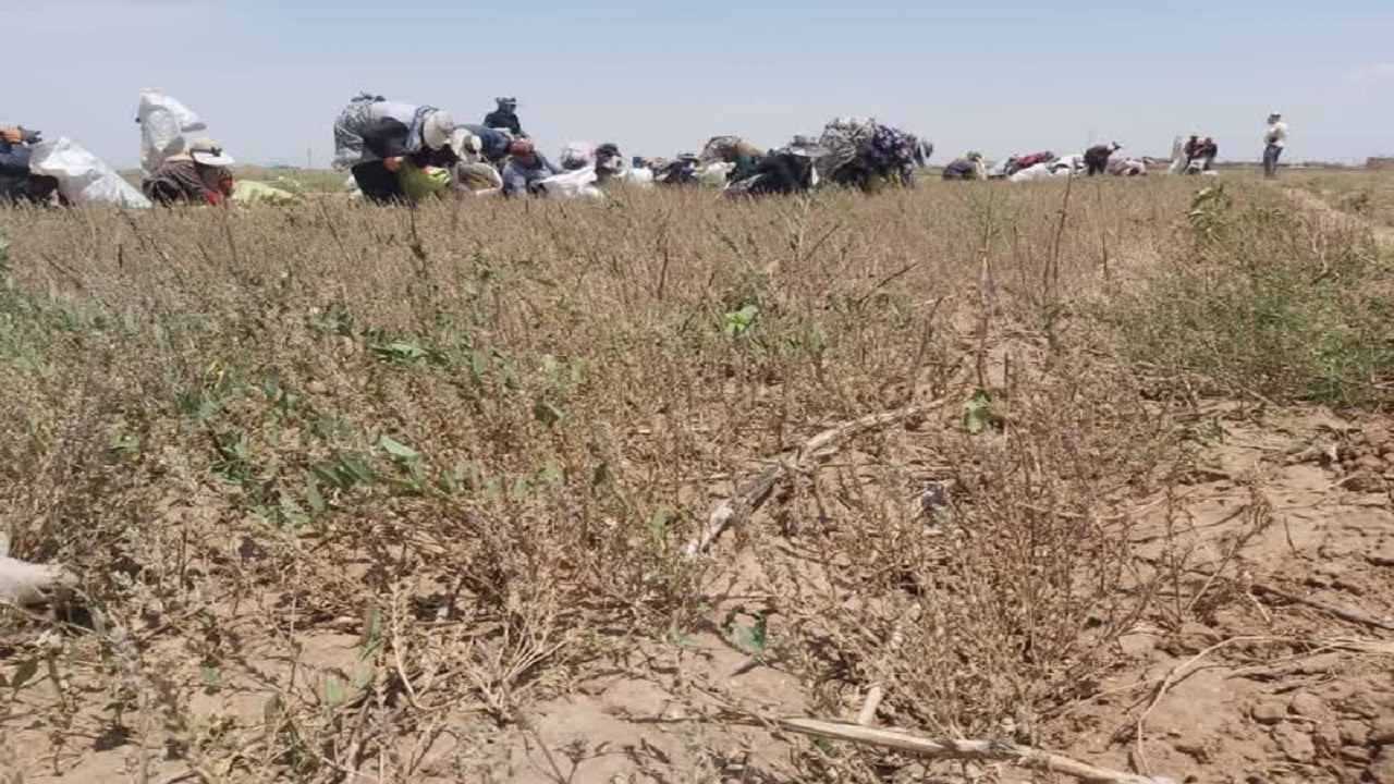 چیدن محصولات کشاورزی