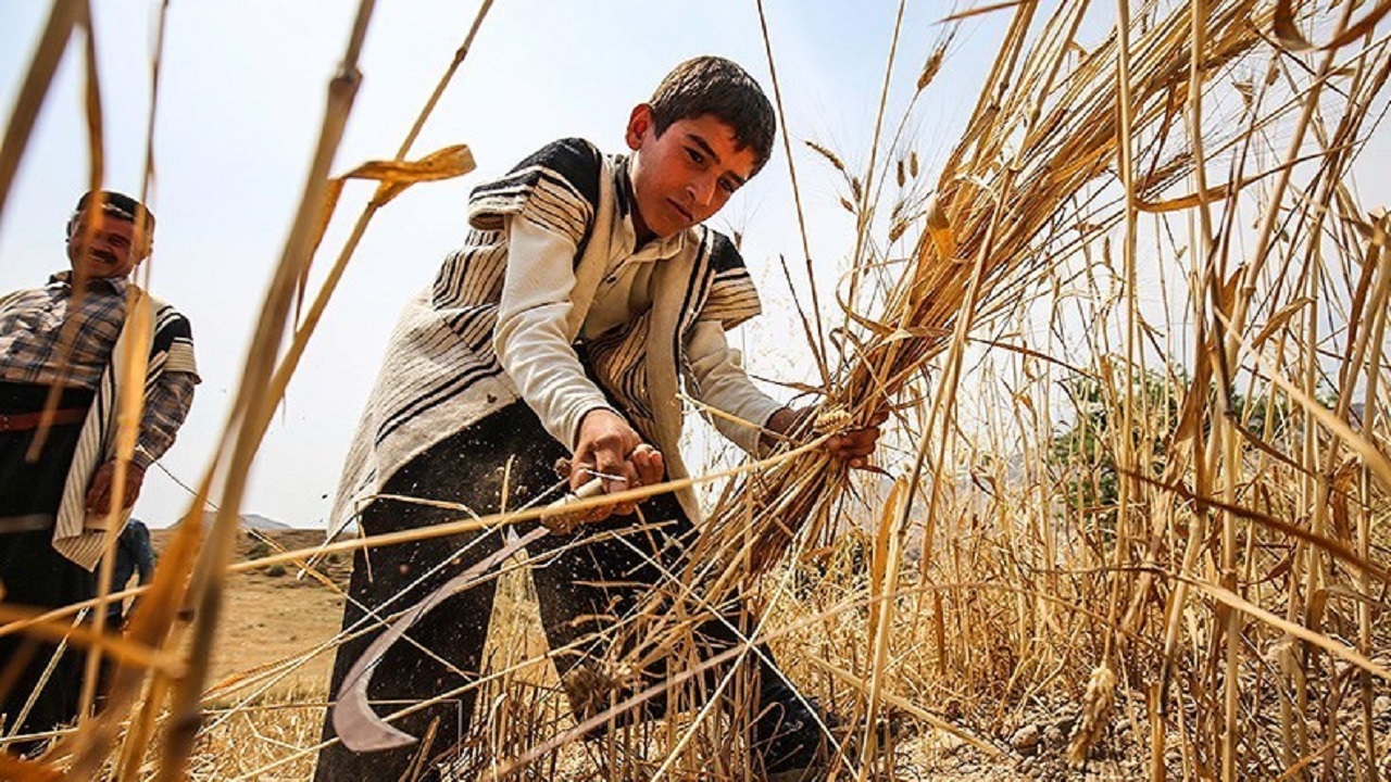 برداشت گندم و جو از مزارع چهارمحال و بختیاری