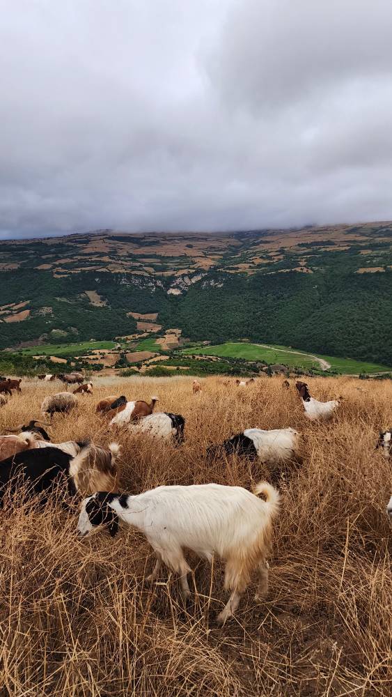 چرای گوسفندان در روستای اوارد چرای گوسفندان در روستای اوارد