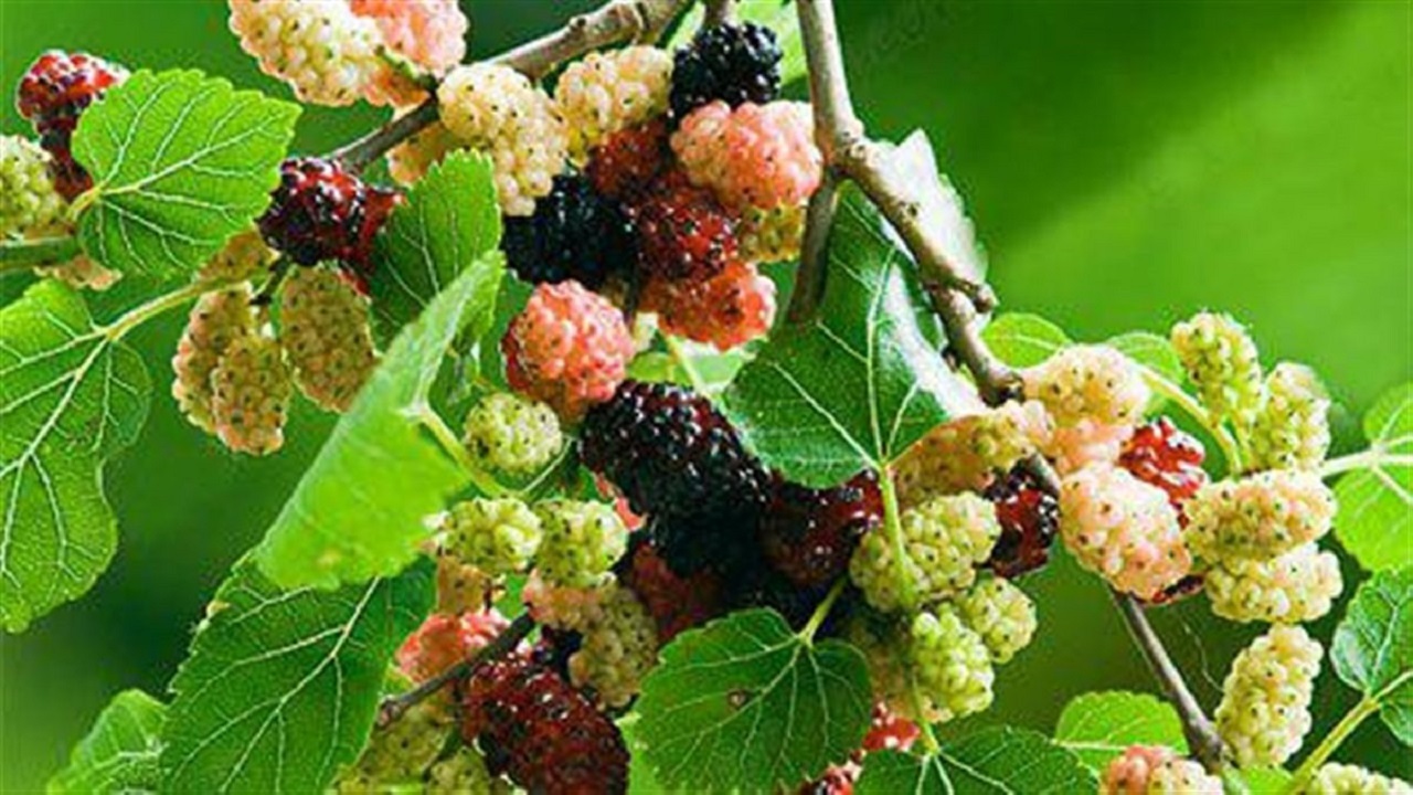 میوه‌های درخت توت خضرآباد به بار نشست