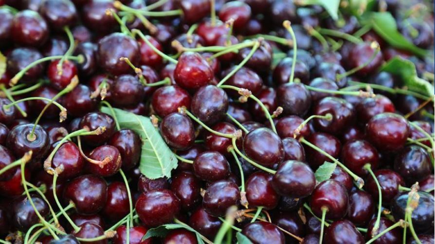 جشنواره آلبالو و گیلاس اناج