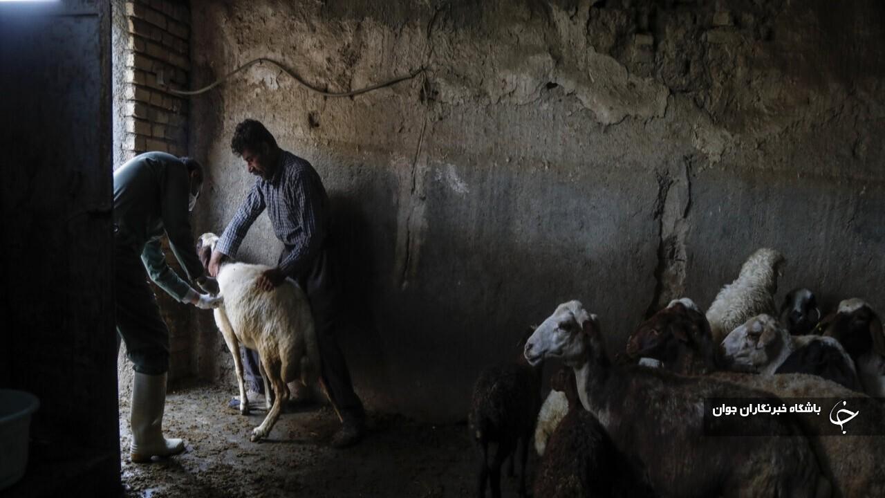 ۳۴ هزار و ۵۰۰ راس دام سبک در بوکان علیه تب‌مالت مایه‌کوبی شدند