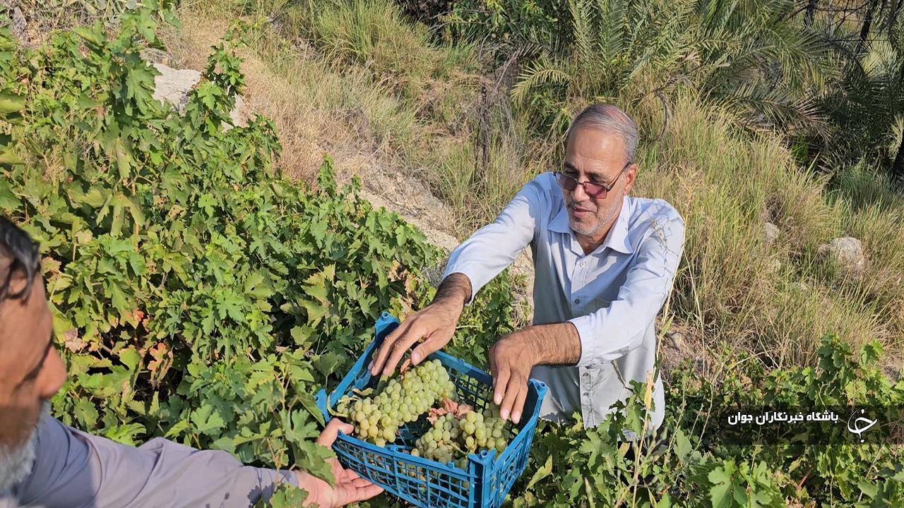 آغاز برداشت انگور نوبرانه از باغ‌های  بخش شمیل