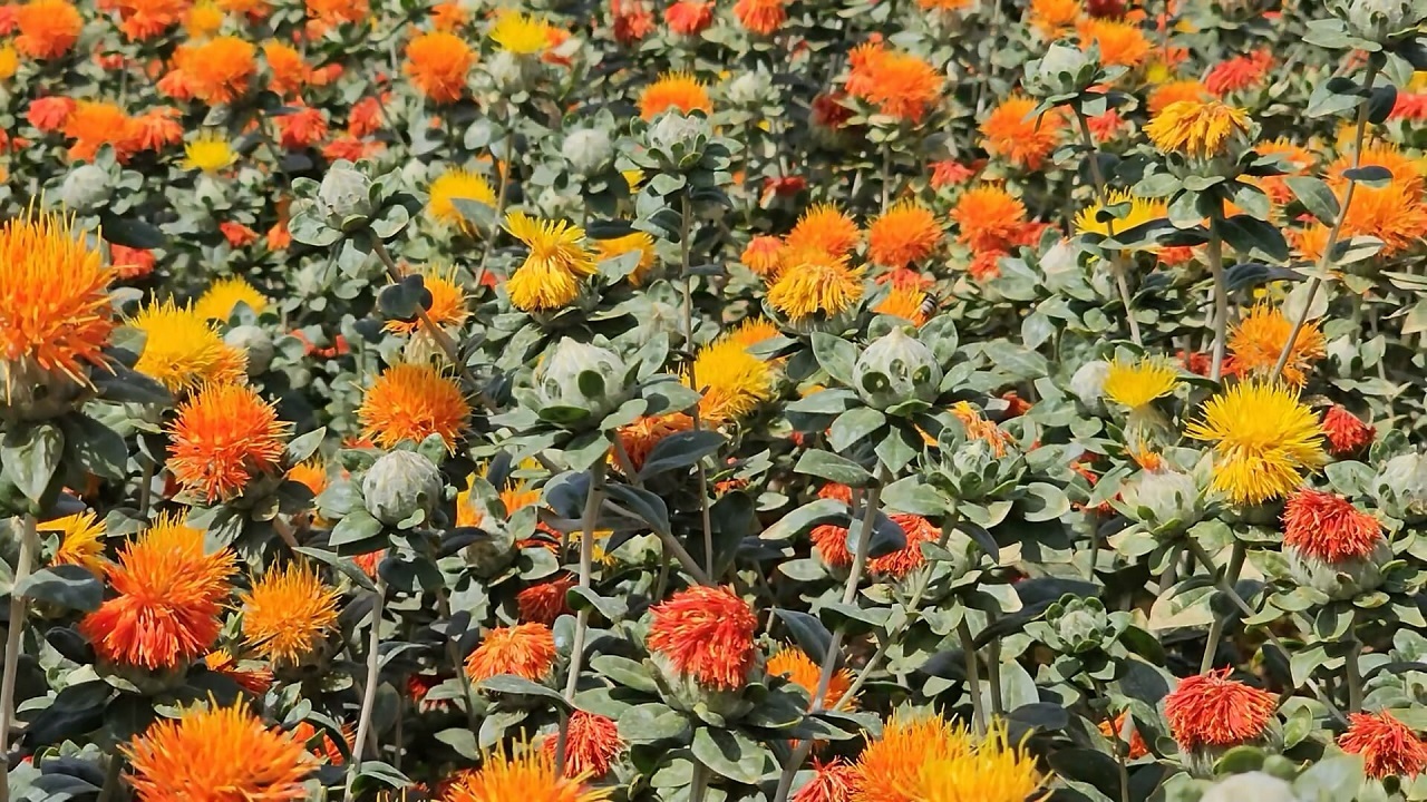 دومین جشنواره گلرنگ در  روستای شاتور
