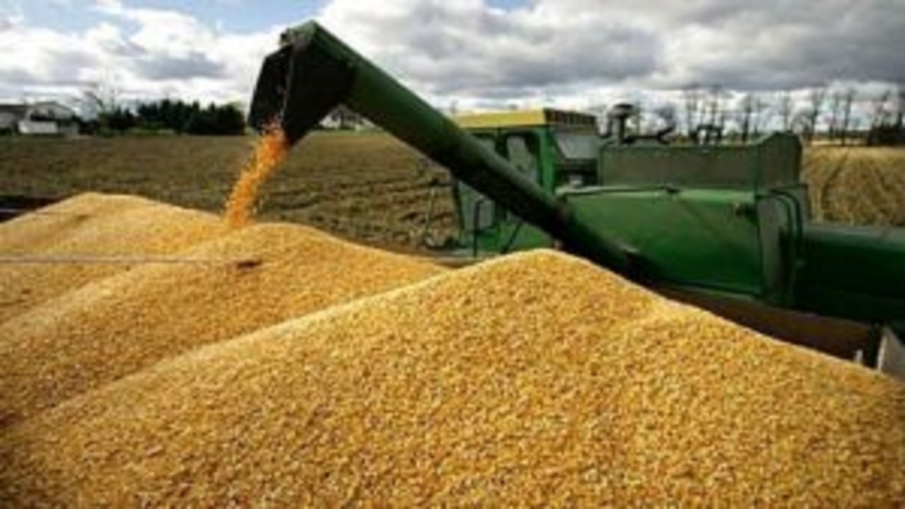 ارتقای کیفیت گندم خریداری شده در اصفهان