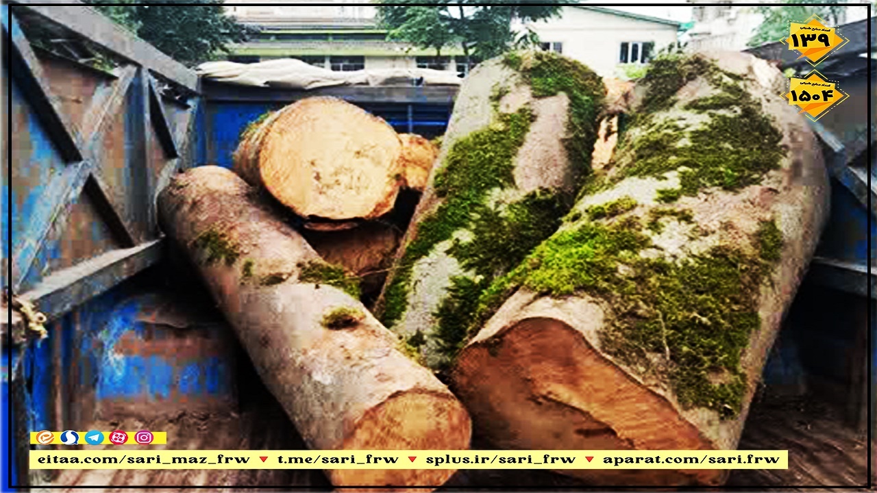 کشف چوب جنگلی قاچاق در آمل